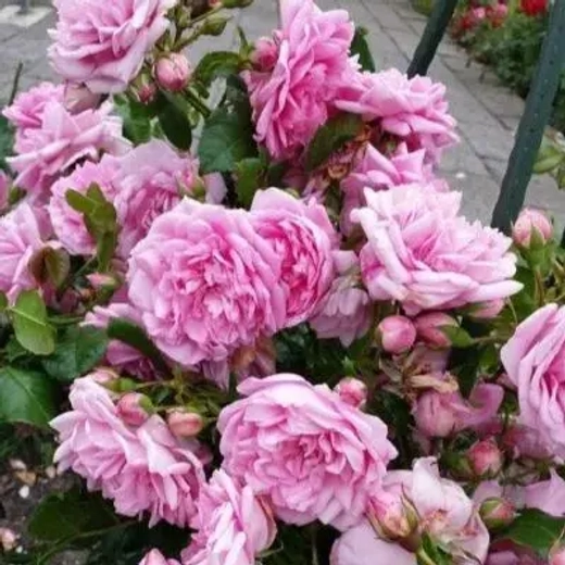 Роза канадская Свит Аделин С4 Закупка М43 июнь 2026