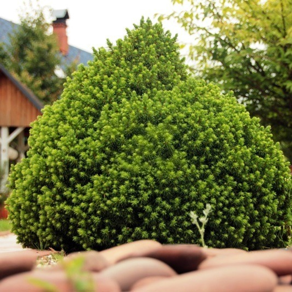 Ель канадская Alberta Globe