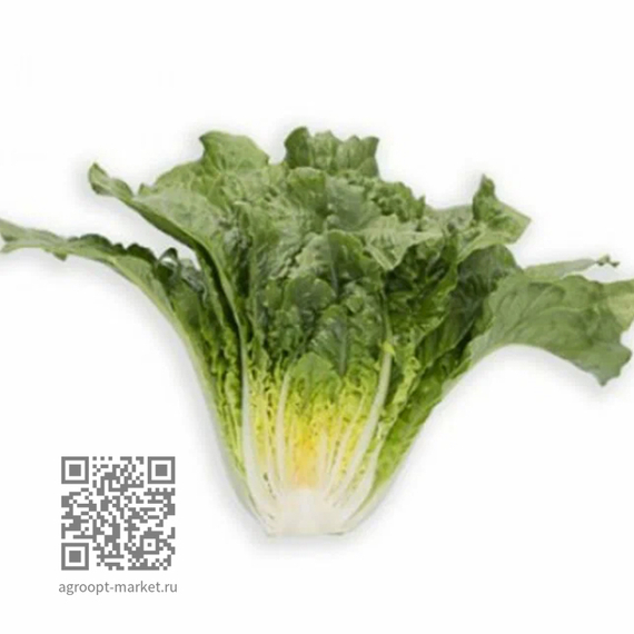 Тацитус семена салата ромэн Rijk Zwaan салат – фото 2