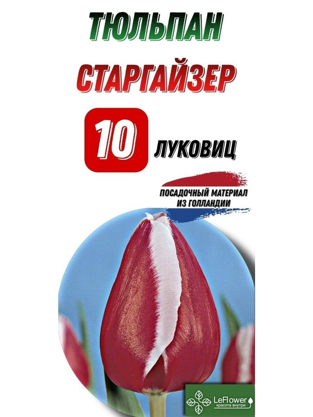 тюльпан старгайзер10луковиц