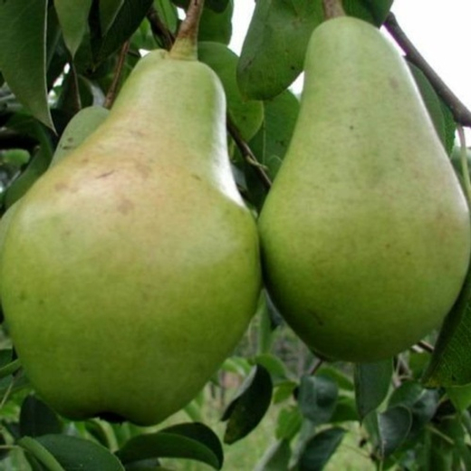 Груша Феерия С5 Закупка М69 июнь 2026