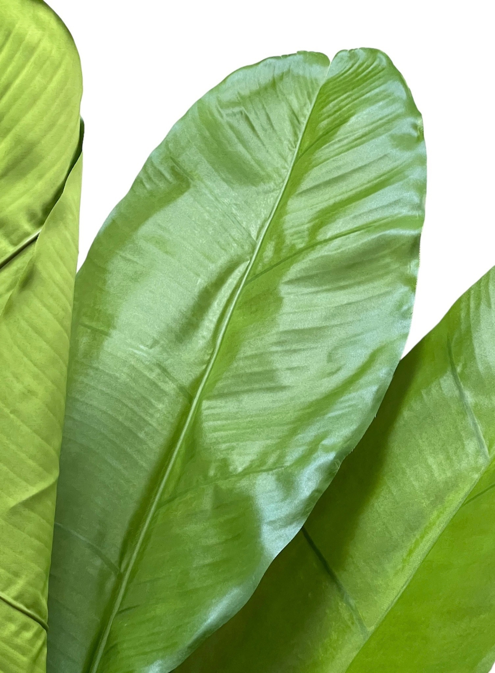 Банановая пальма 186 см.