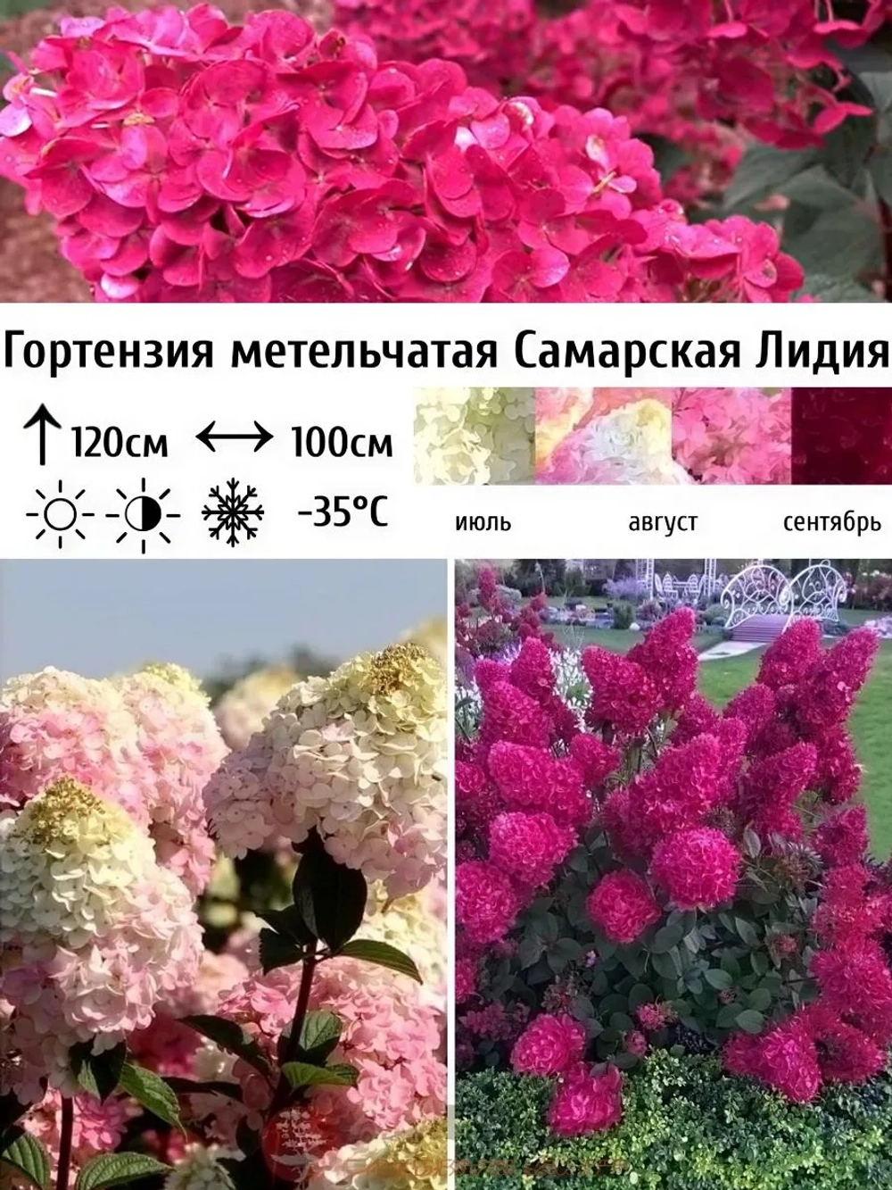 Самарская Лидия гортензия метельчатая