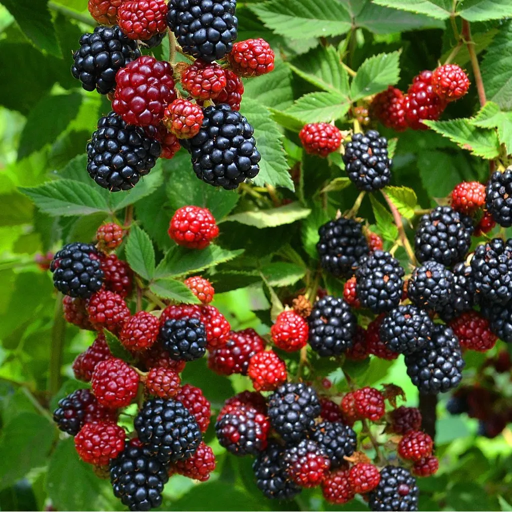 Ежевика сизая (листья)