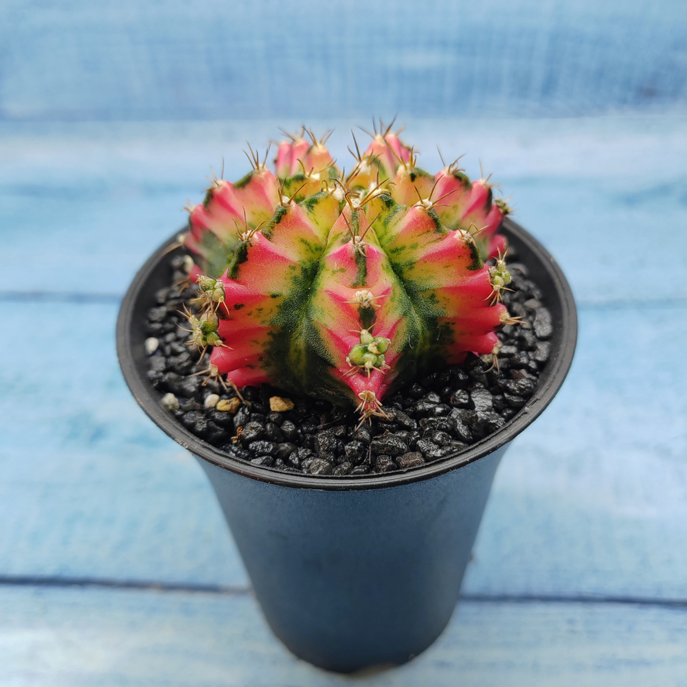 Gymnocalycium Variegata (Гимнокалициум Вариегатный)