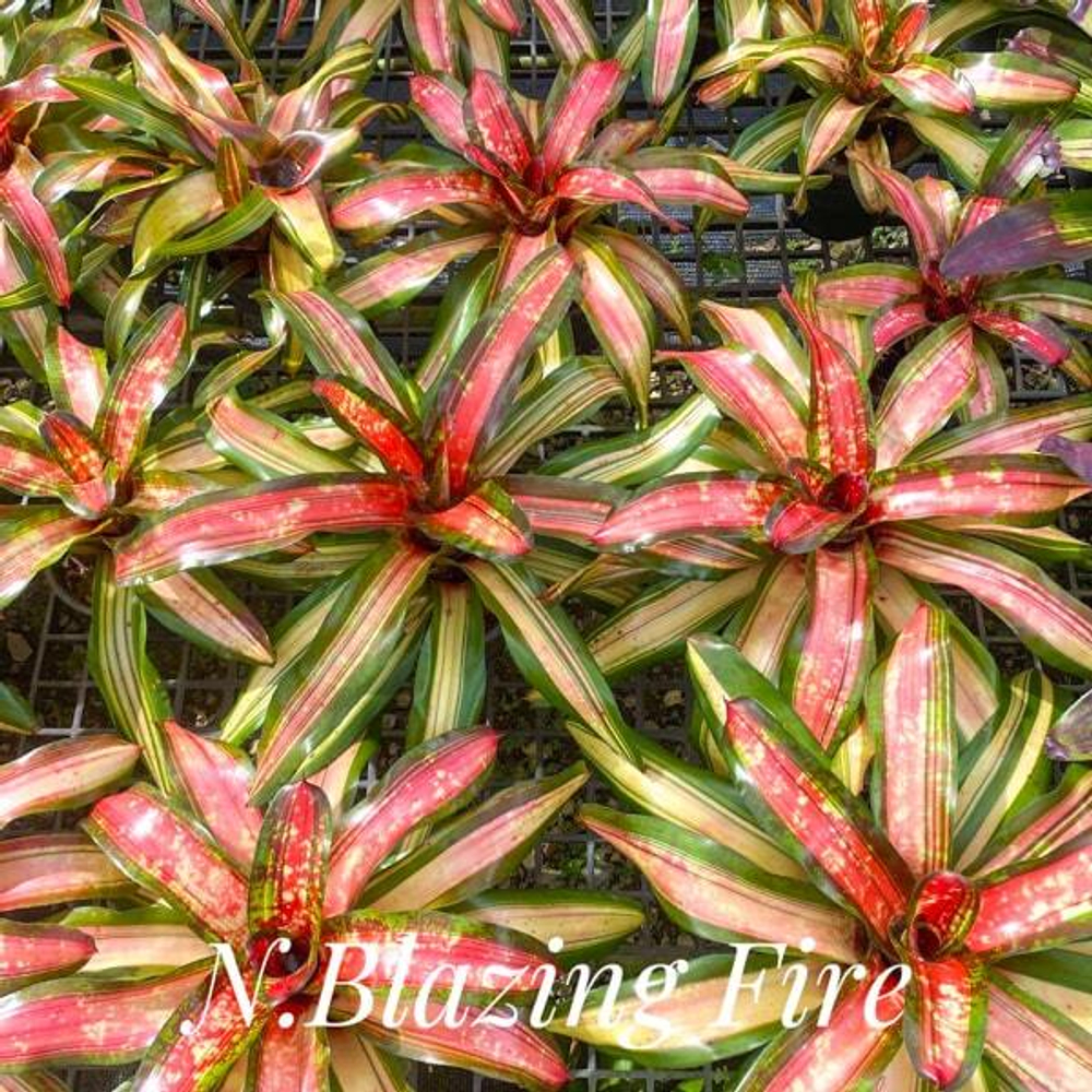 Неорегелия BLAZING FIRE (T95)