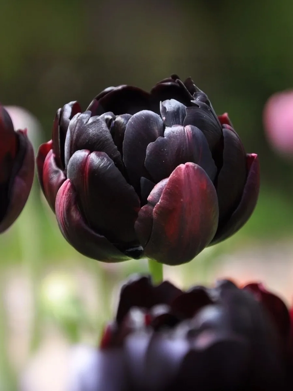 Тюльпан Пионовидный Блэк Хиро