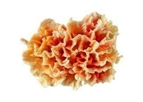 Кр-2251 Коралл гвоздика 12*10*6