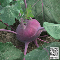 Колибри F1 семена капусты кольраби (Bejo / Бейо)