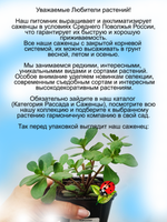Портулак Вегетативный Елоу ампельный почвопокровный