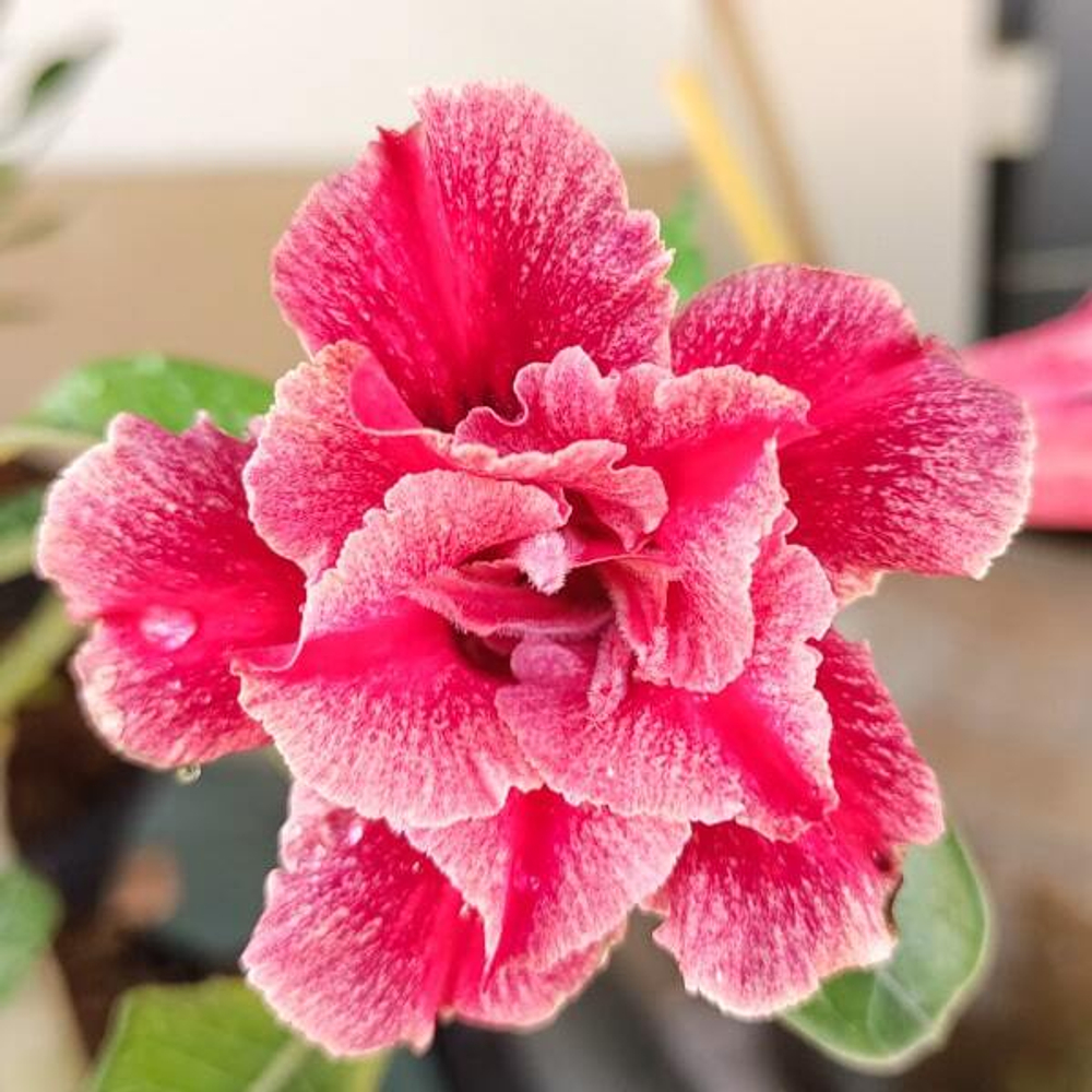 Адениум обесум RATSAMEE NGERN