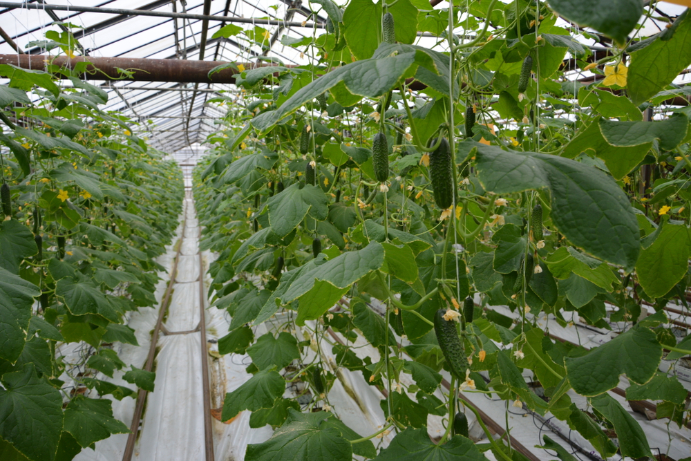 Баде F1 семена огурца партенокарпического ( Yuksel Tohum / )