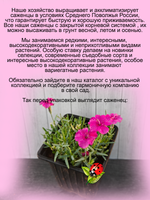 Гвоздика Баби Лом сизая бордюрная многолетняя