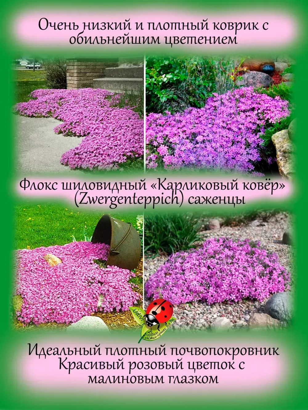 Флокс шиловидный Карликовый ковер розово-пурпурный