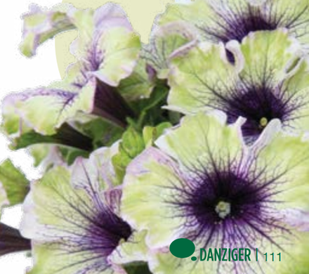 ЕВРО Petunia Amazonas Plum Cocatoo укорененный черенок середина декабря 25