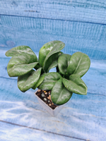 Zamioculcas Zenzi (Замиокулькас)