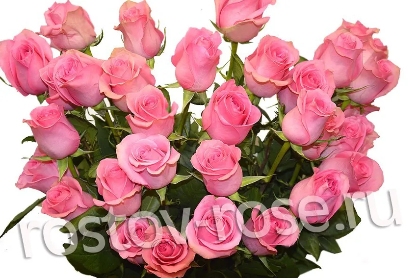 Букет Голландских роз Фьюжн