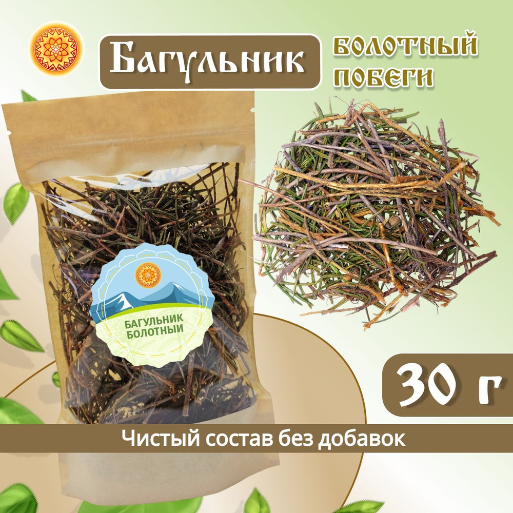 Багульник болотный побеги.