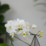 Готовый флорариум с белой орхидеей Икос