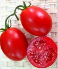 Одиль F1 семена томата детерминантного (Seminis / Семинис)