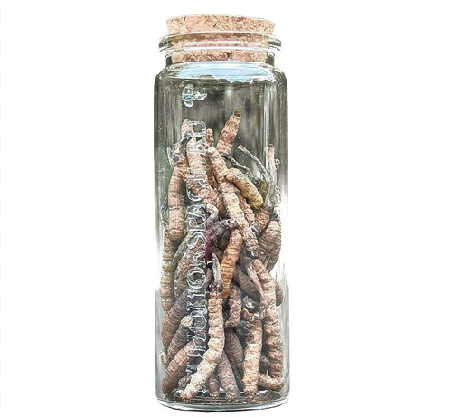 Кордицепс Синенсис (5 гр)