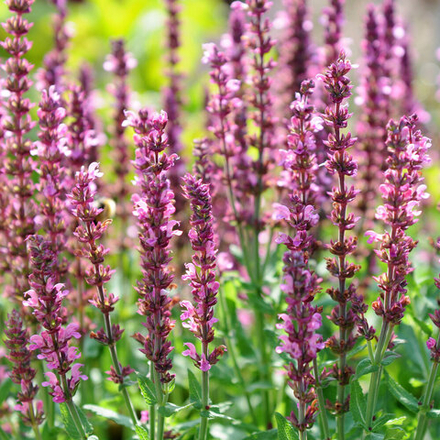 Шалфей дубравный "New Dimension Rose". Salvia nemorosa "New Dimension Rose".