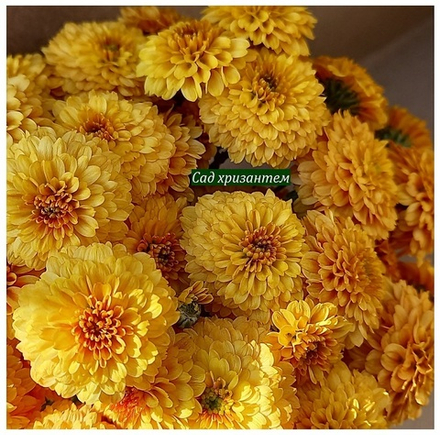 Хризантема мультифлора Indio м.10 /поставка весна 2026г/