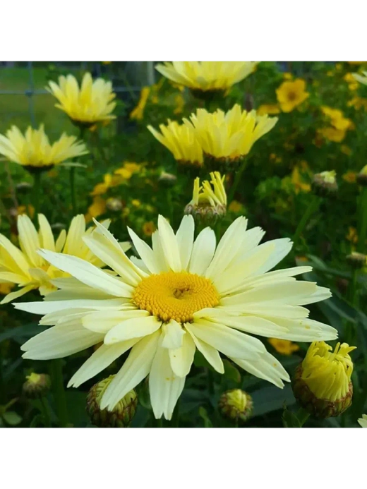 Нивяник Бродвей Лайтс С2 Закупка М39 июнь 2026