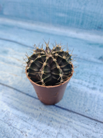 Gymnocalycium Friedrichii (Гимнокалициум)