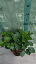 C. limon “Cuoriforme”
