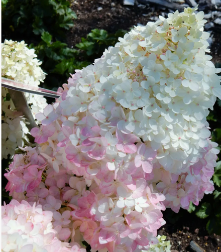 Гортензия метельчатая Magical Andes в контейнере 0,5л