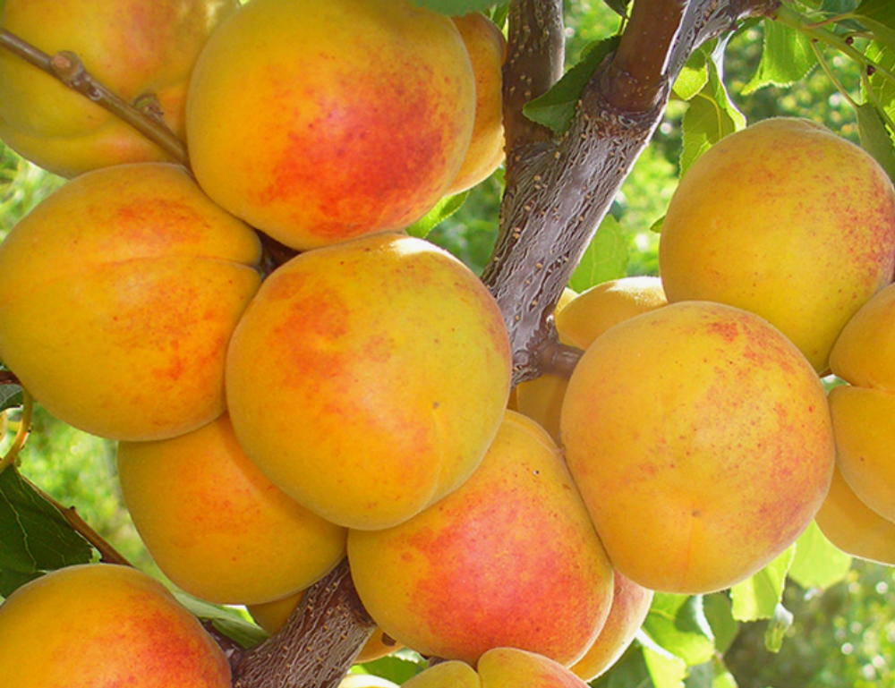 Абрикос Чемпион Севера ЗКС контейнер 5-7,5л, 3х летний саженец май 26