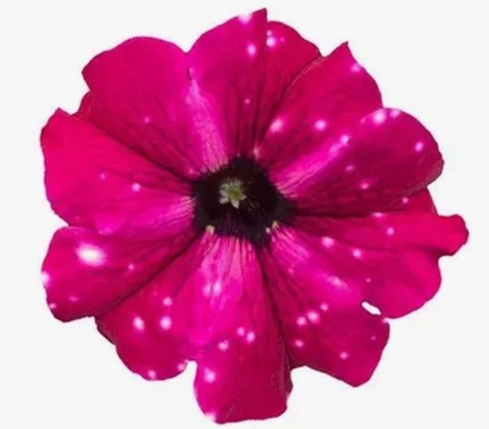 ЕВРО Петуния Startunia Purple Polar укорененный черенок ОКС