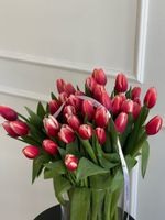АКЦИЯ тюльпан - классика КРАСНО-БЕЛЫЙ