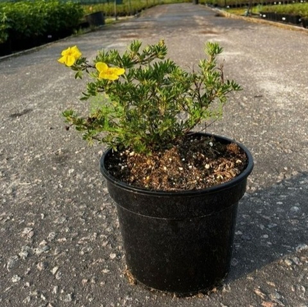 Лапчатка кустарниковая "Голдфингер"