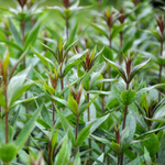 Вероникаструм виргинский "Roseum". Veronicastrum virginicum "Roseum".