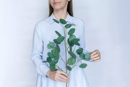 Ветка эвкалипта объемная Silver Dollar