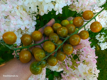 Доктор Грин (Dr.Green) сорт томата