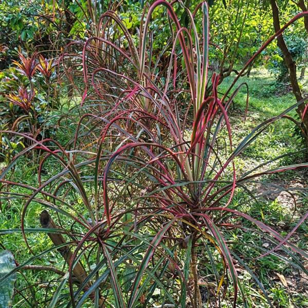 Кордилина DEBBIE