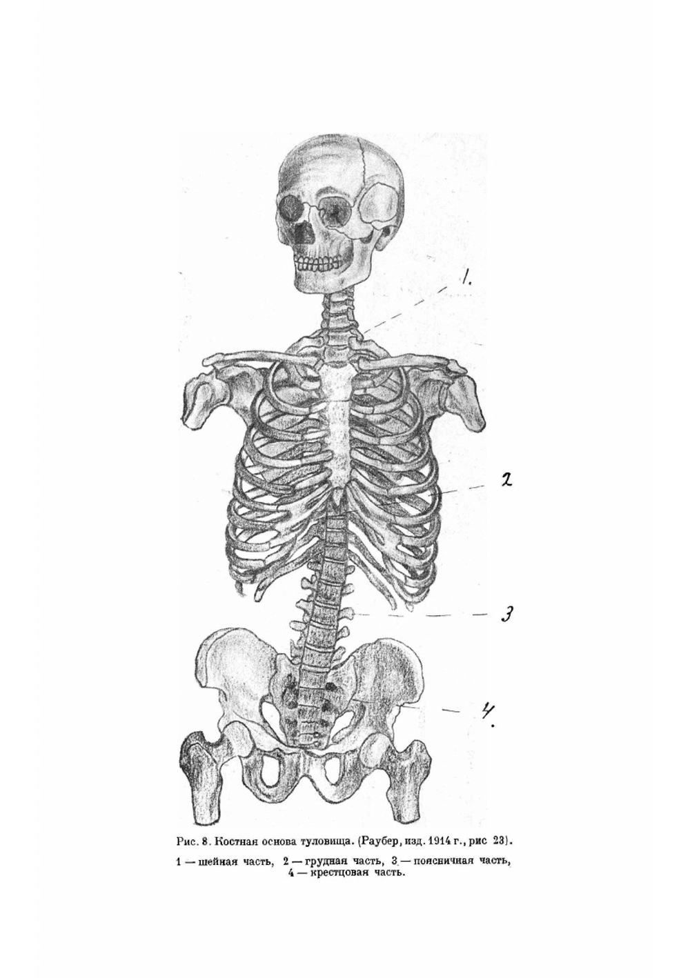 Руководство по анатомии человека. Частный отдел костной системы и соединений костей osteologa et syndesmologa | Лесгафт Петр Францевич