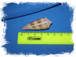 Конус аустралис (Conus australis)