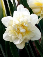 Нарцисс Махровый Обдам