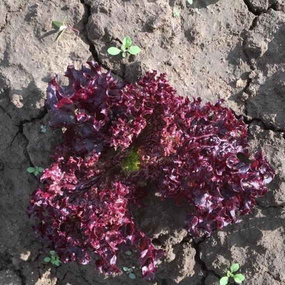 Кармези семена салата лолло росса (Rijk Zwaan / Райк Цваан) в поле – фото 8