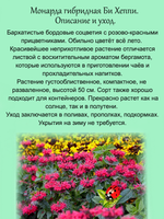 Монарда Би Хеппи бергамот гибридная красная