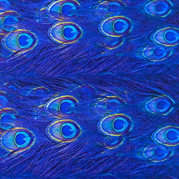 ПЕРО ПАВЛИНА синее 100% , отрез 30 см хлопок Handmade Fabrics 1