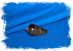 Раковина Conus franciscanus