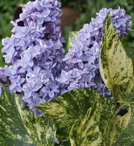 Сирень Аукубефолия