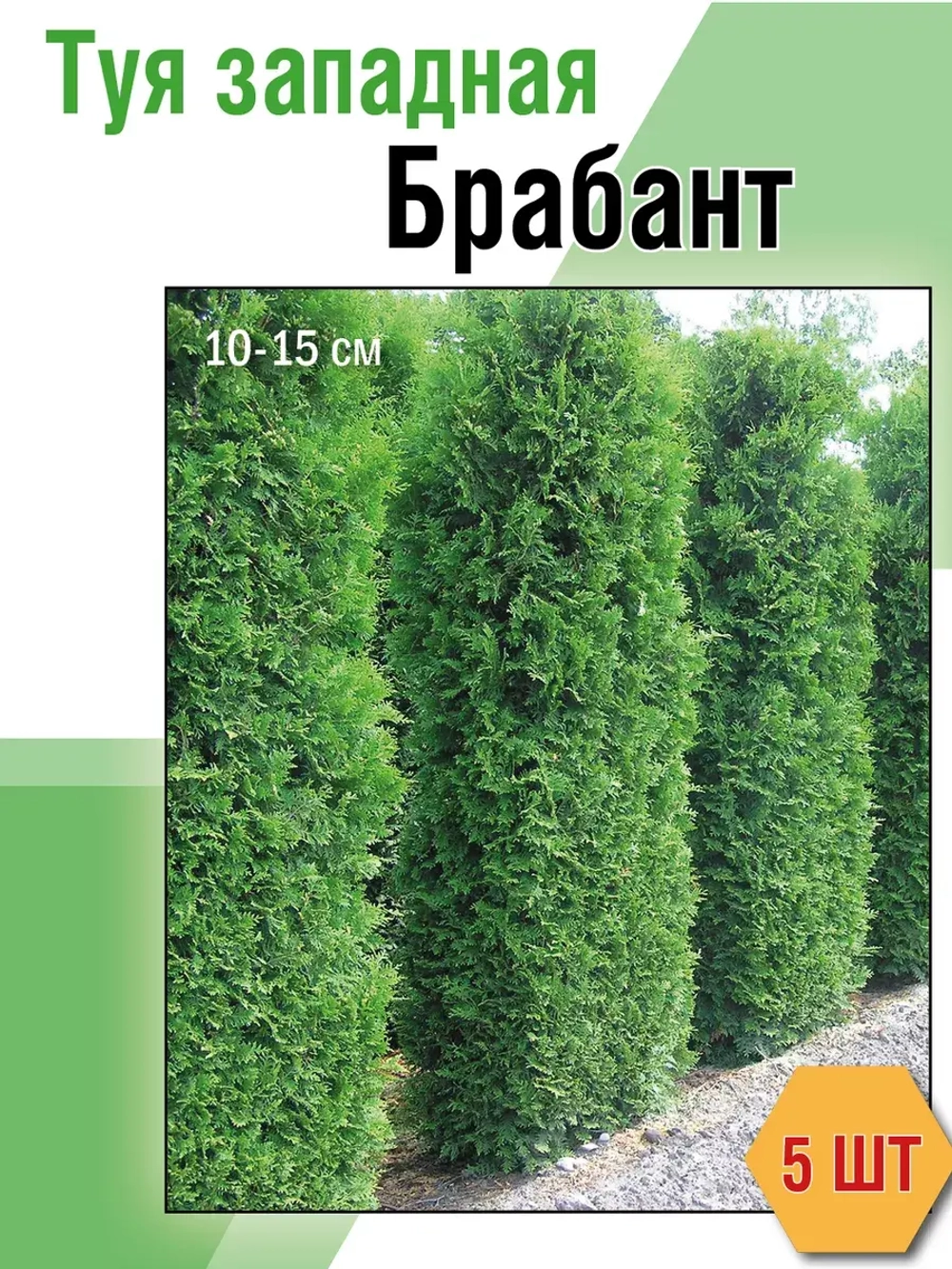 Саженец Туя западная Брабант 5 шт хвойные