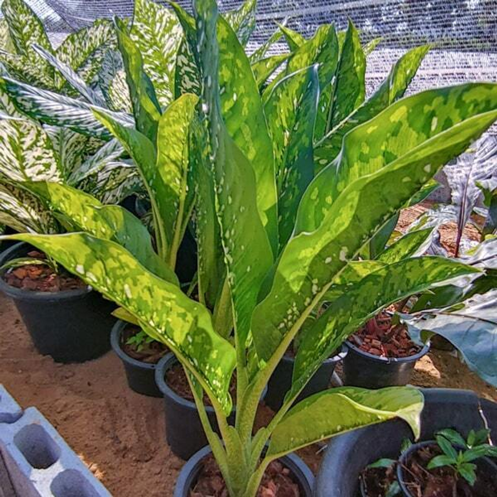 Диффенбахия CROCODILE