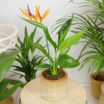 Стрелиция Регина 12/35